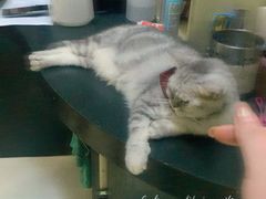 -猫色咖啡·猫咖
