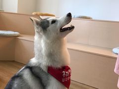 桃心-Husky Go! 哈士奇体验馆·宠物咖啡厅狗咖