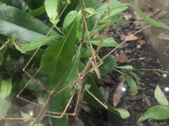 -上海昆虫博物馆