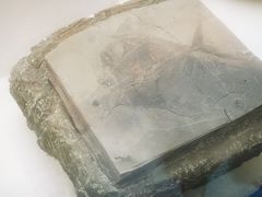 -金钉子远古世界景区