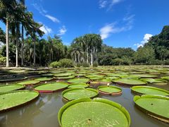 -中国科学院西双版纳热带植物园