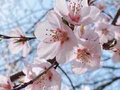 -桃花堤公园