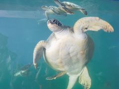 -广东惠东海龟国家级自然保护区