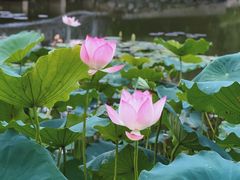 -荔枝公园(福田区)