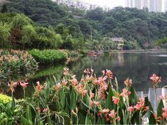 -重庆彩云湖湿地公园