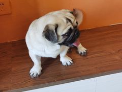 -喜柴咖啡·柴犬狗咖