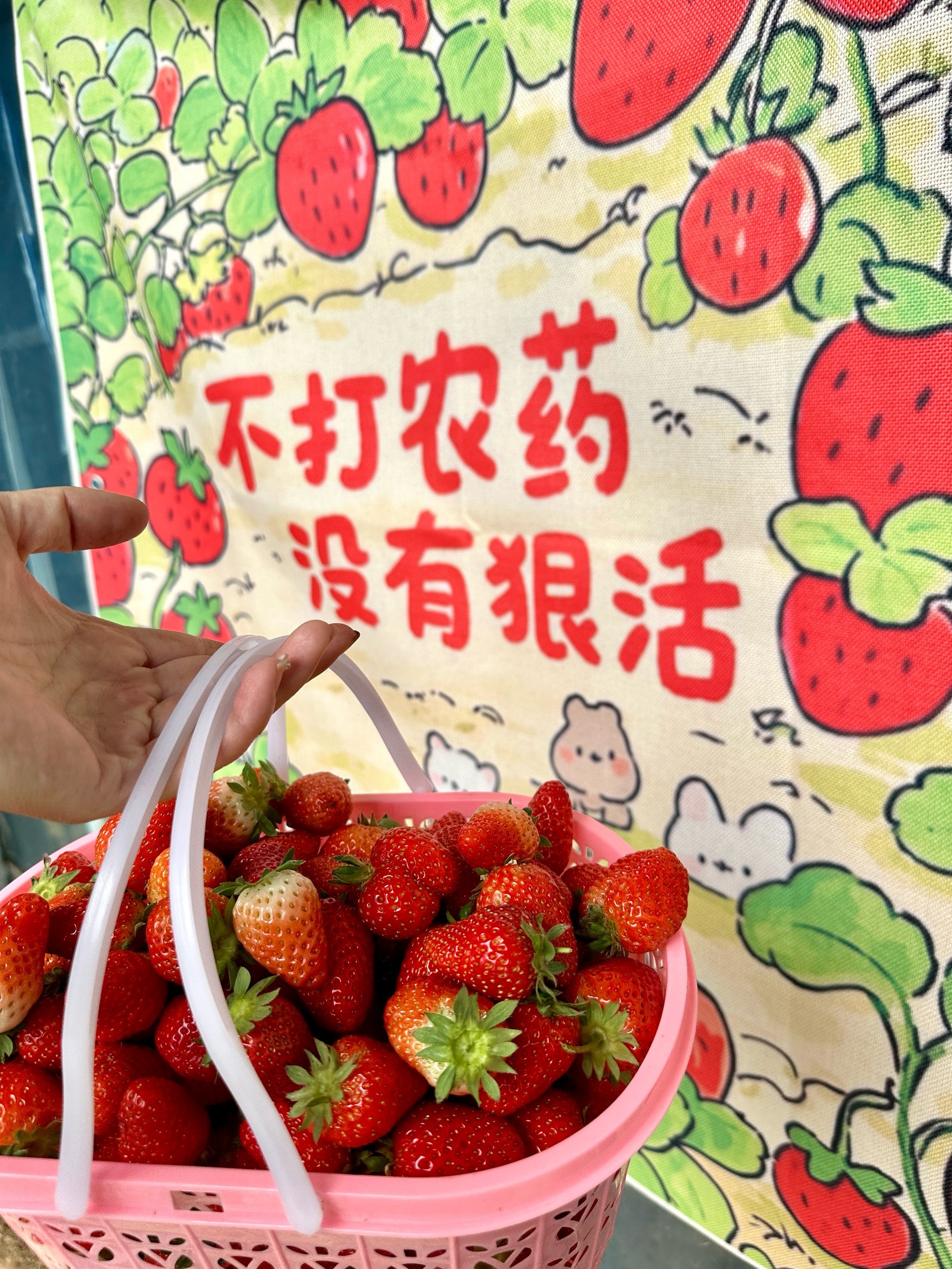 春天必须要来的草莓园