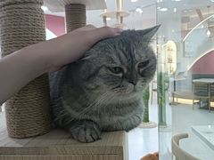 -喵园·猫主题咖啡厅·撸猫·猫咖(国贸店)