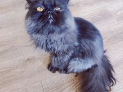 -猫的茶·猫咖