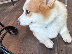 -肥朵食堂(带梦胡同店)