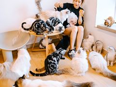 -有喵·猫咖·狗咖·30几只猫10只小狗(岗厦店)