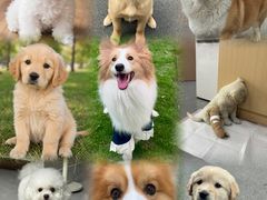 -美联众合动物医院·24h转诊中心
