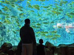 -芜湖新华联大白鲸海洋公园