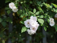 -颐和路民国时期公馆-风貌区