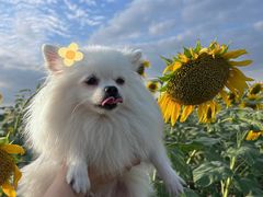 -花开海上生态园