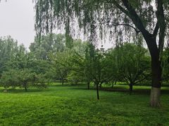 -莲花池公园