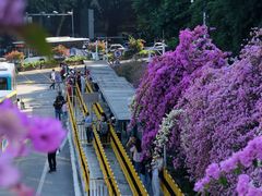 -深圳仙湖植物园
