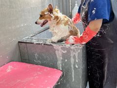 -宠福鑫康馨动物医院·骨科·眼科