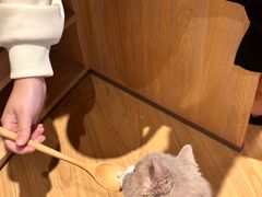 -米乐乖乖猫咪咖啡馆·猫咖(深圳湾后海汇店)