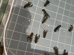 -虾胡闹龙虾馆(湄南河店)