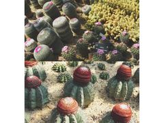 -深圳仙湖植物园