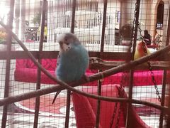 -茵特拉根酒店·西餐厅