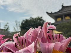 -华林禅寺