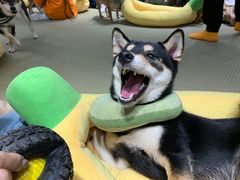 -逗柴咖啡屋·狗咖猫咖宠物桌游