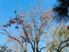 -三里屯东五街银杏大道