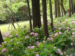 -上海滨江森林公园