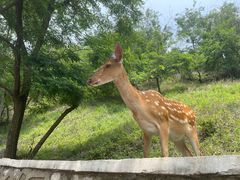 -大连森林动物园