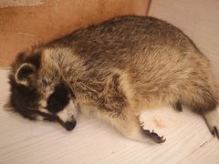 -浣熊柯尔鸭土拨鼠·电玩咖