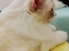 -猫在这儿猫咪咖啡馆·撸猫馆