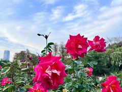 -人民公园(罗湖区)