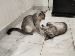 -楼上猫咖(罗湖店)