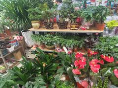 -大自然花鸟鱼虫市场
