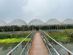 -马陆小张葡萄园农家乐