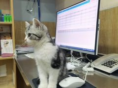 -瑞派名望24h动物医院异宠专科·猫专科·骨科·重症监护分院