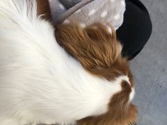 -有喵·猫咖·狗咖·30几只猫10只小狗(岗厦店)