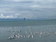 -青海湖国家重点风景名胜区