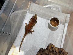 -酷以爬仙阁实体爬宠店·守宫·蜥蜴·专业繁育