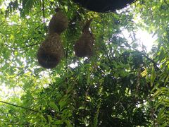 -Fern Forest Cafe