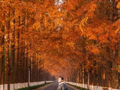 -黄海国家森林公园