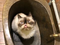 -more than meow吴止猫主题餐厅(承德 中船汇店)