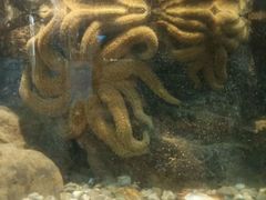 -凯莉-塔尔敦海洋生物水族馆