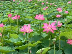 -滆湖低碳生态公园