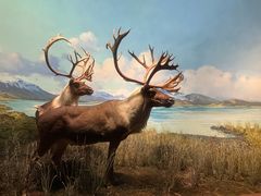 -美国自然历史博物馆