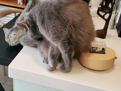 -平行世界·猫咖(首经贸店)