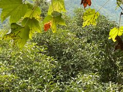 -中国茶叶博物馆(双峰馆区)