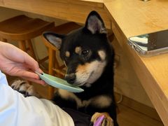 -柴の食堂·日式家庭料理·熊之肆(大学路店)